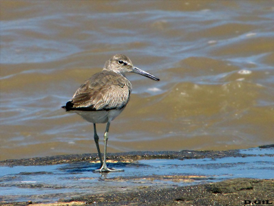 PLAYERO ALA BLANCA (Tringa semipalmata)  - Rocas en la Estacada- MONTEVIDEO (Octubre 2009)
